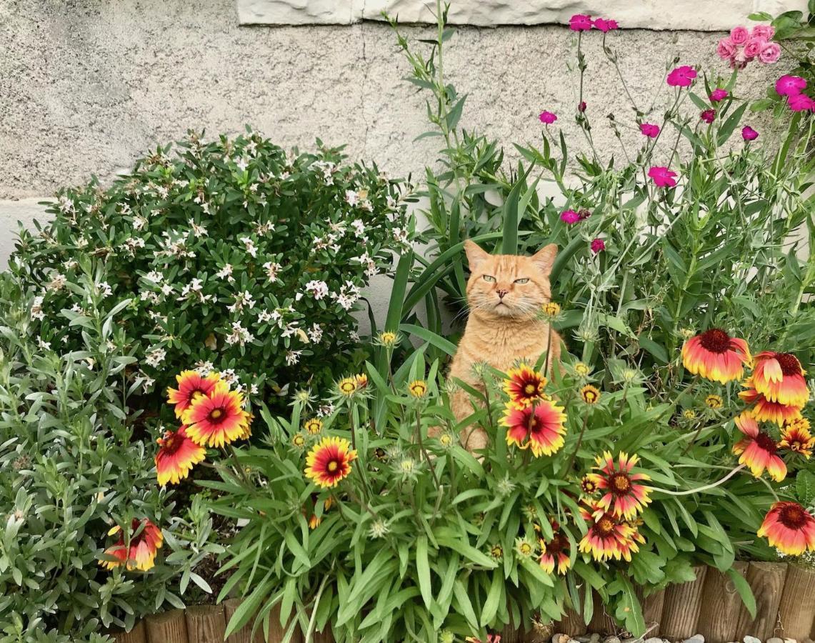 L'Estancat Bed & Breakfast Pardies-Pietat Bagian luar foto